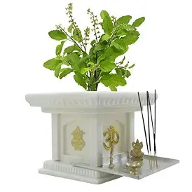 Tulasi plant pooja with diya and flowers, sacred worship of Tulasi Devi